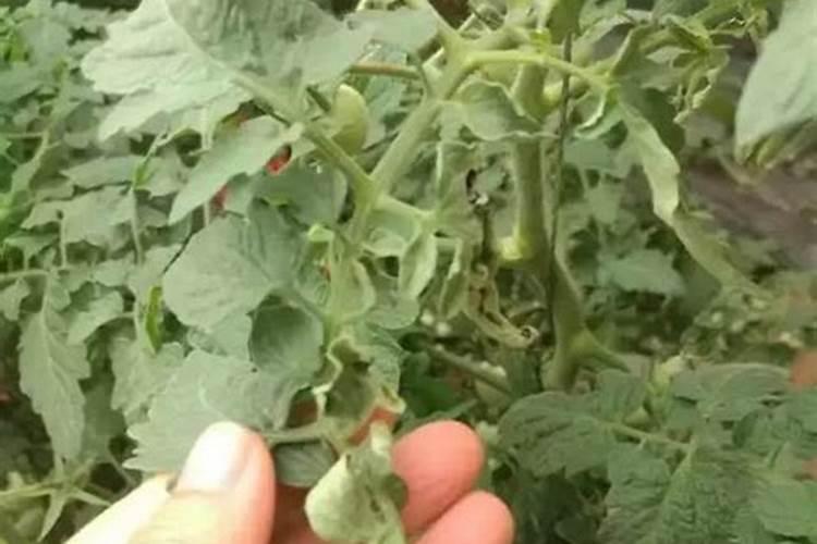 番茄总是发生卷叶,你找对原因了吗？