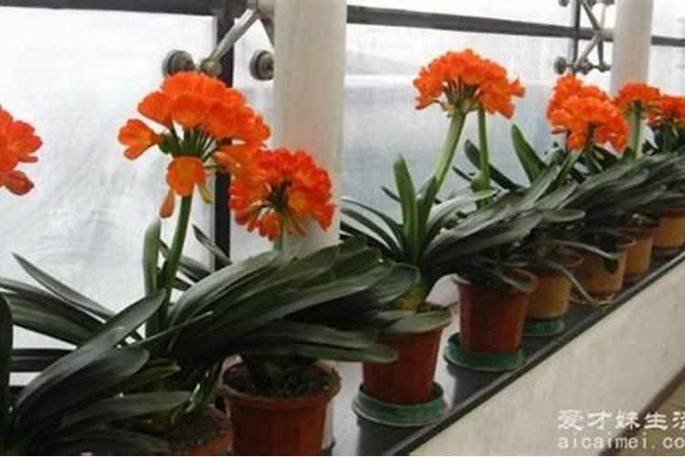 君子兰怎样浇水施肥 君子兰施肥的方法