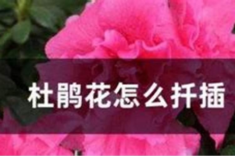 杜鹃花催花时间和方法