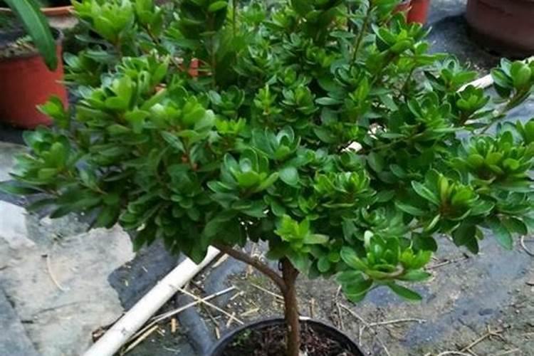 缓释肥什么品牌好呢？养了点植物,感觉得备点这种肥料