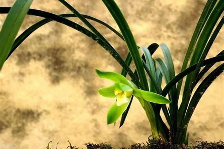 如何判断兰花缺水缺肥,如何补水补肥