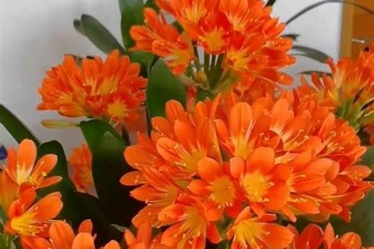 君子兰施什么肥最好 最好选用有机肥