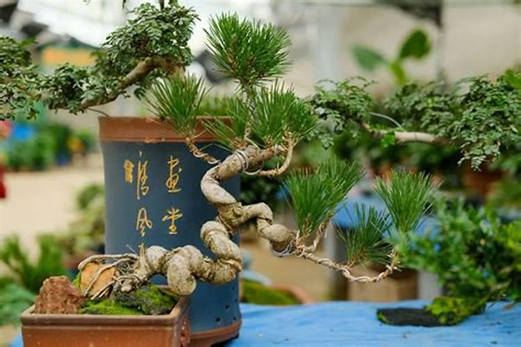 什么样的环境适宜松树生长？