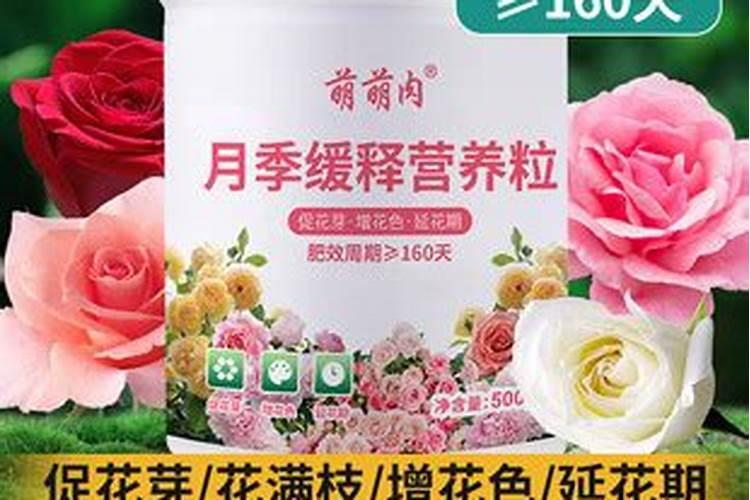 施什么肥让月季花又多又大