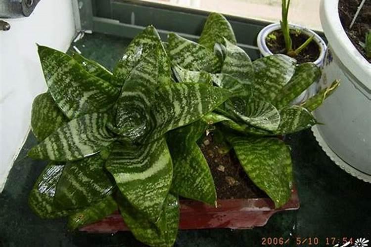 短叶虎尾兰怎么爆盆