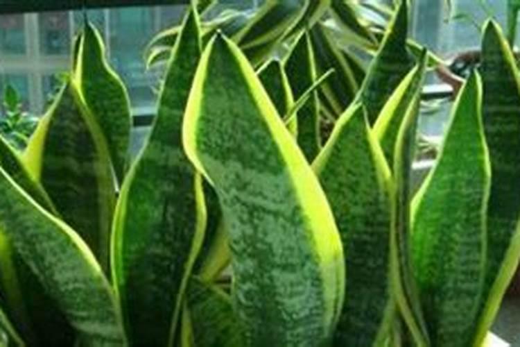 虎皮兰叶尖干枯怎么办