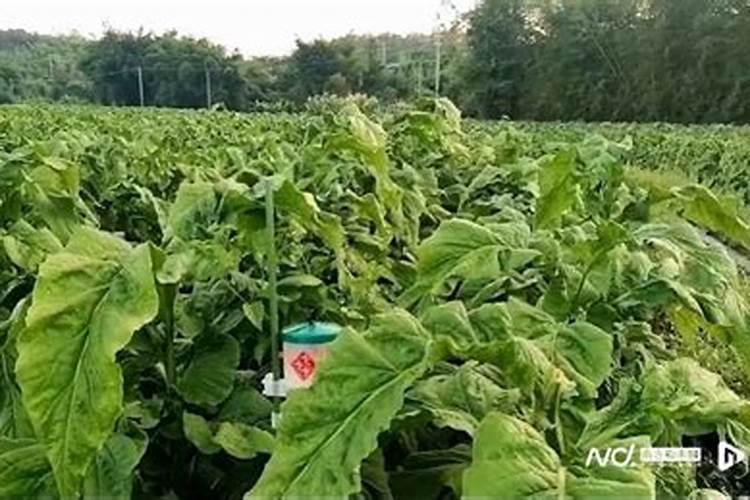 硝磷铵和尿素在烟草种植上那个效果好？