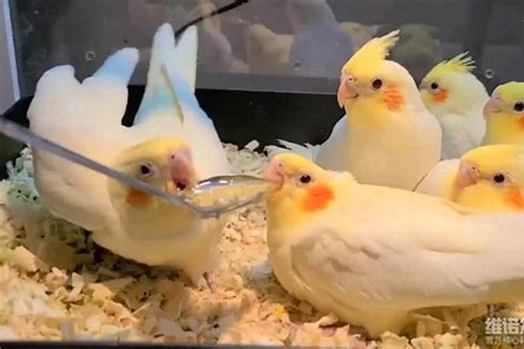 玉米一亩地得上多少化肥