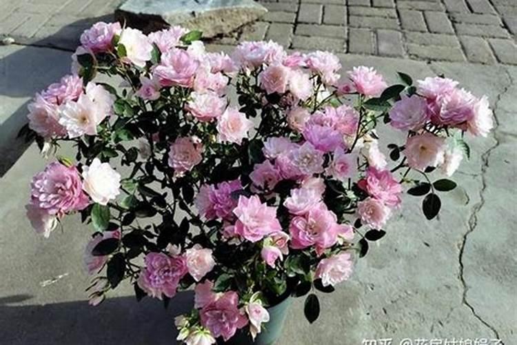 茉莉花修剪后如何正确使用催花肥