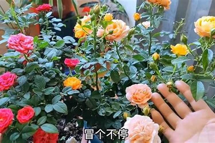 催花肥料使用方法和用量催花用什么肥料好怎么施