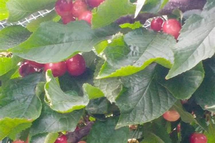 草莓果期为啥要用高钾肥？原因是什么呢？