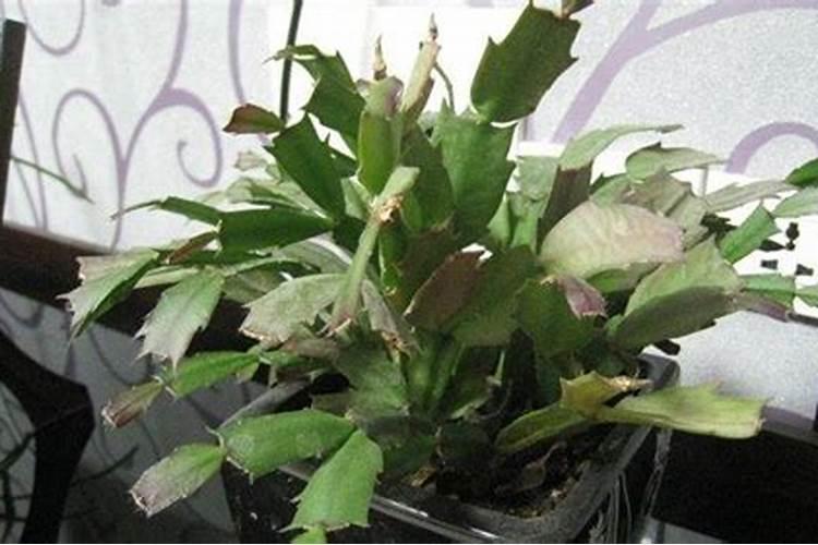 蟹爪兰的叶子发黄应该用什么肥料