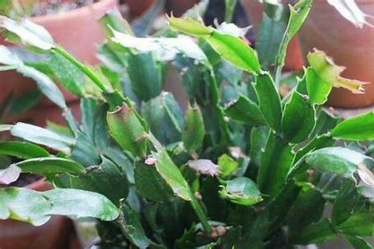 蟹爪兰的叶子发黄应该用什么肥料