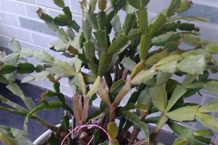 蟹爪兰的叶子发黄应该用什么肥料