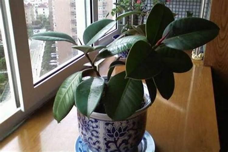 橡皮树什么季节施肥最好 施肥多少合适