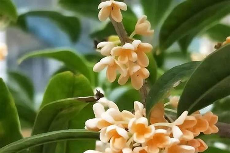 金桂的养殖方法