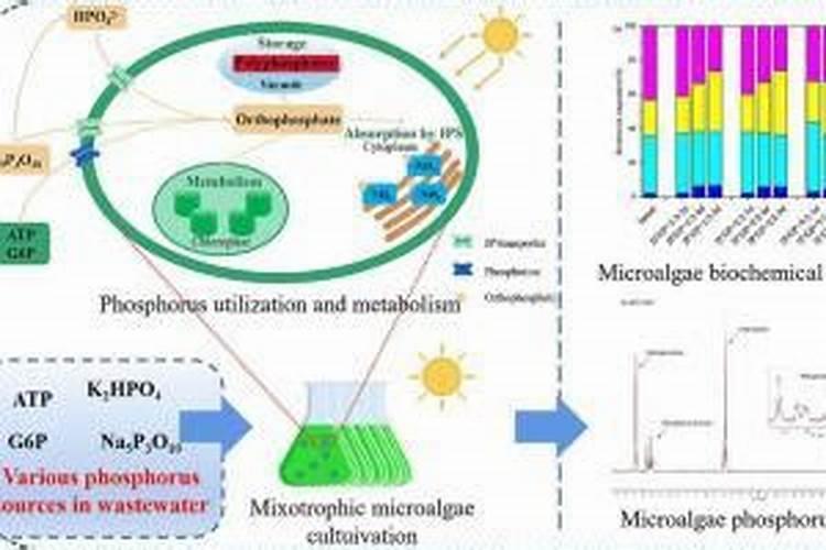 怎样鉴别常用化学肥料的种类？