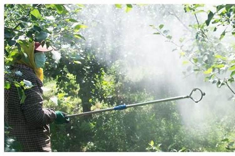 用什么肥料能让果树的叶子光亮呢？