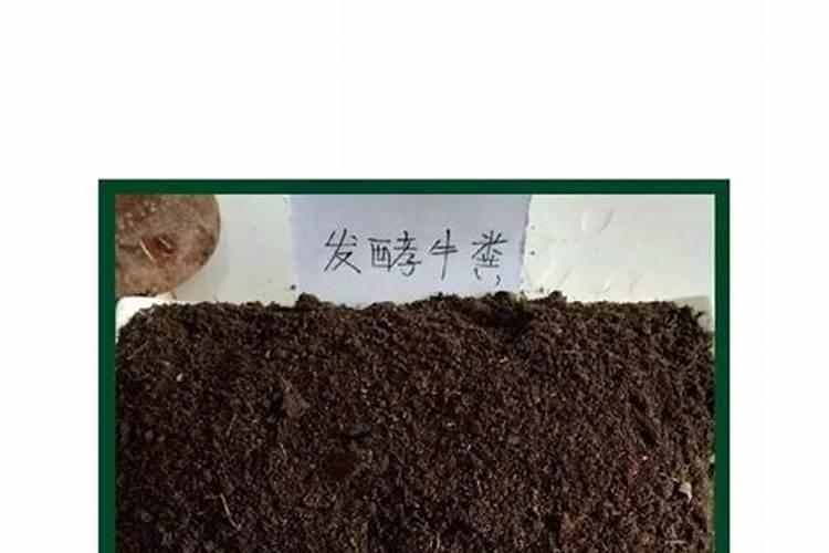 夫妻海棠为什么枝干细