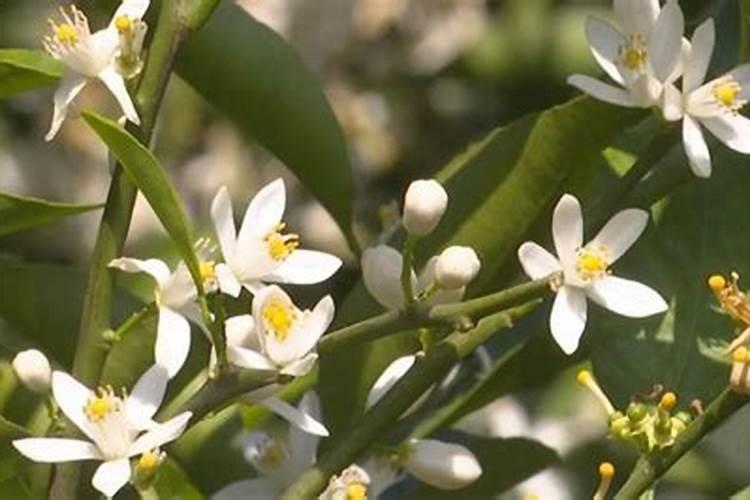 保花保果,防止柑橘落花落果的措施