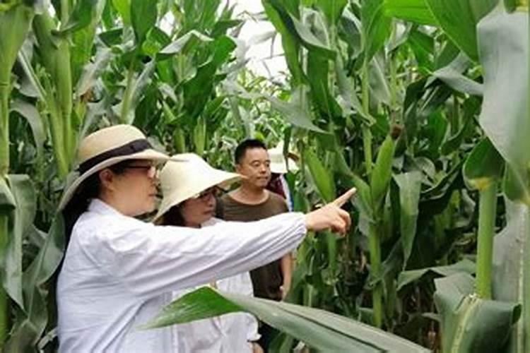 玉米打苗后除草剂药害补救方法