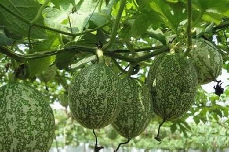 大棚吊瓜缓苗后该施多少肥？