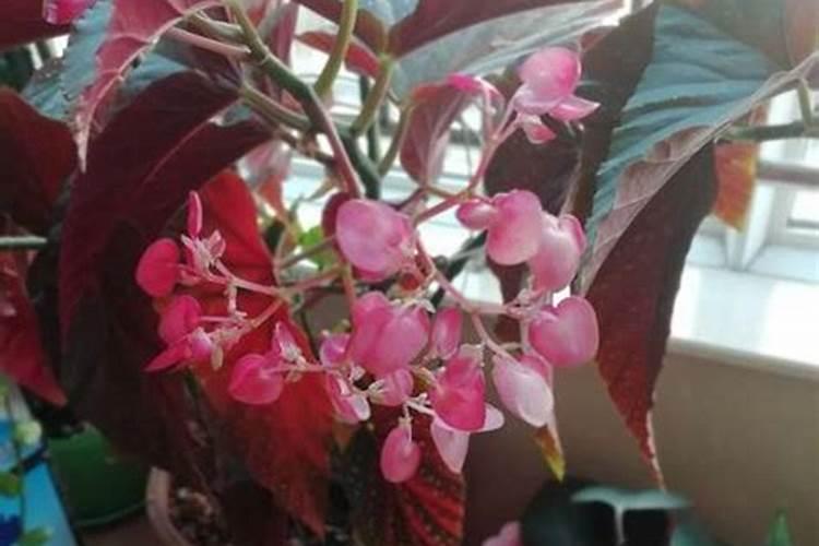 盐湖钾肥的历史由来谁投资