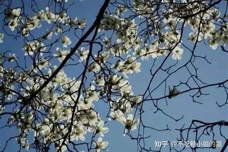 花椒果期能不能喷叶面肥