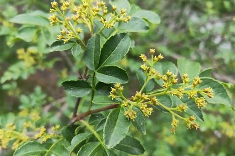 花椒叶面肥多久打好