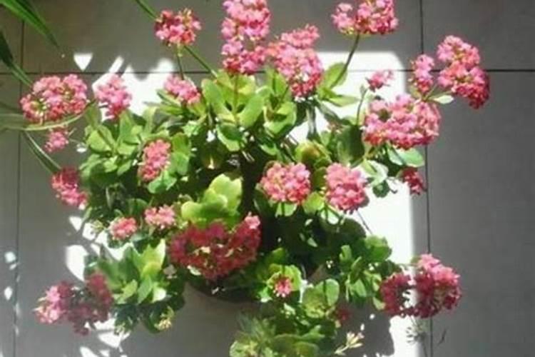 钾肥每亩地施多少斤