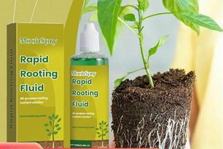 生根壮苗用什么肥料最好