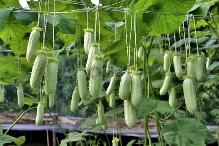 西葫芦喷什么叶面肥结果多？西葫芦用什么肥料可以果实膨大？