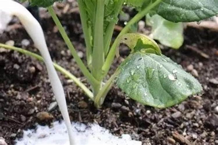 嫁接西瓜苗能重复种植几年？