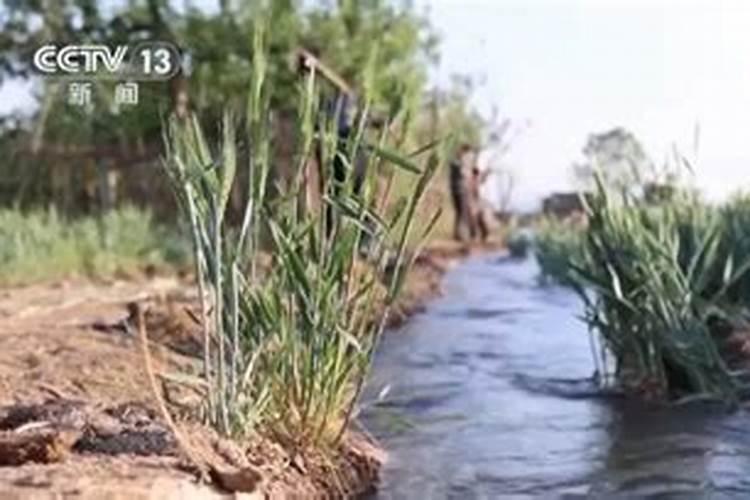 小麦干热风怎么防治,小麦干热风什么时间施药