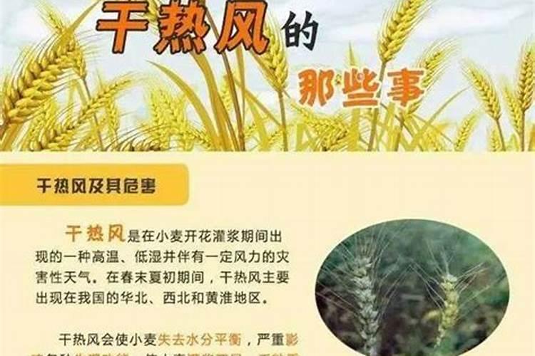 怎样预防干热风