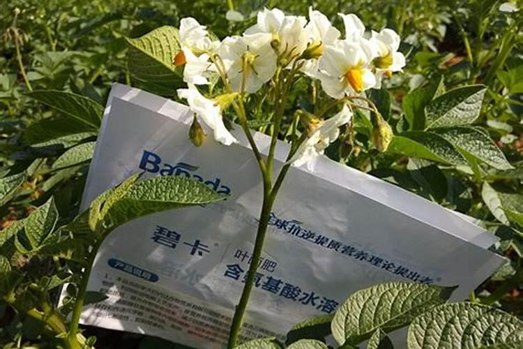 勒夫黑聚力水溶肥,在土豆中的应用效果显著