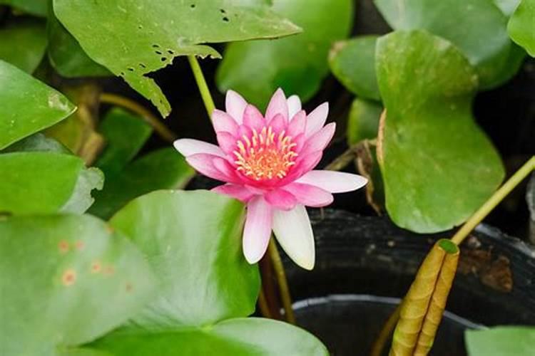 睡莲只长叶子不开花怎么办