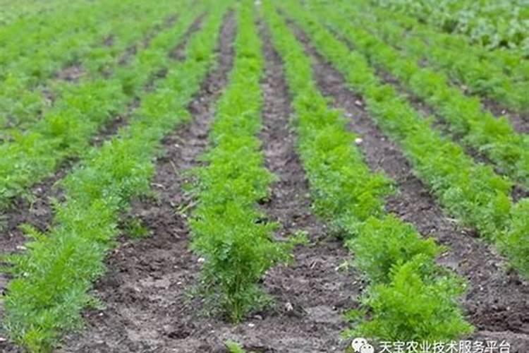 哪些绿植适合氮肥