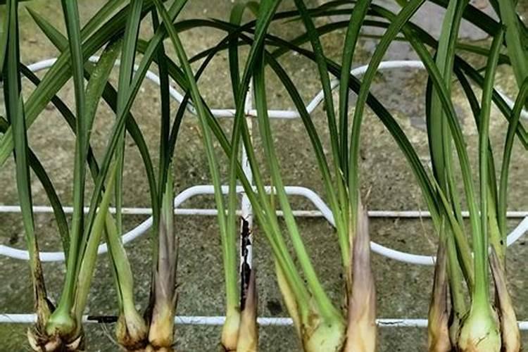 建兰十一月可以施氮肥吗？要注意什么？