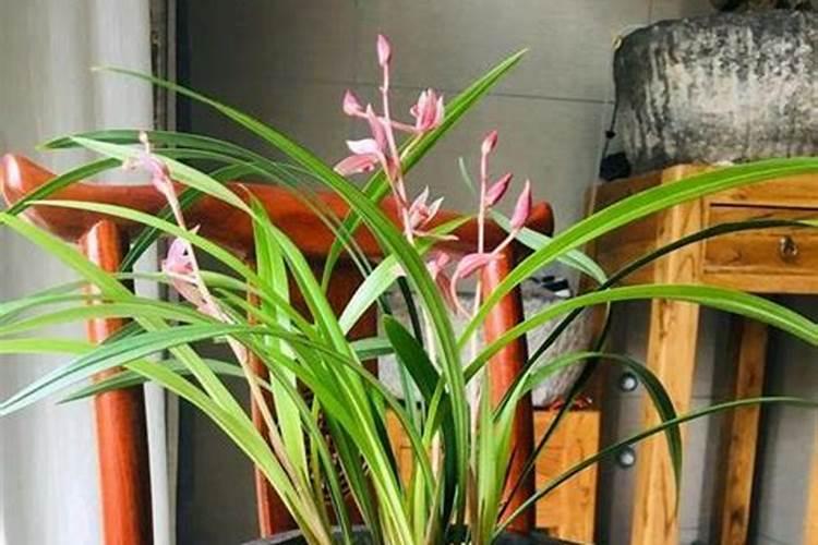 建兰什么时候开花,养殖方法是怎样的？