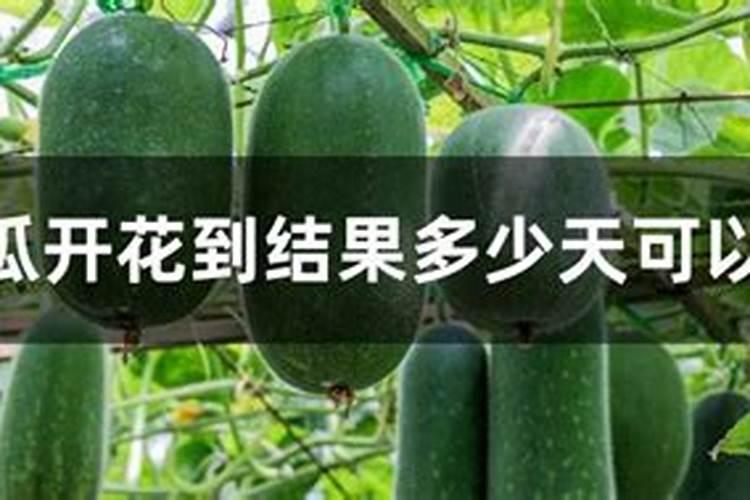 冬瓜坐果后追肥技巧