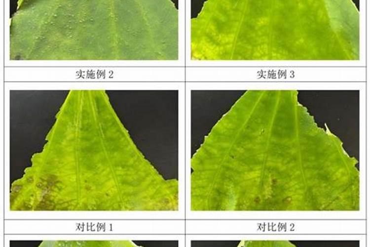 根茎类用硅叶面肥有什么好处