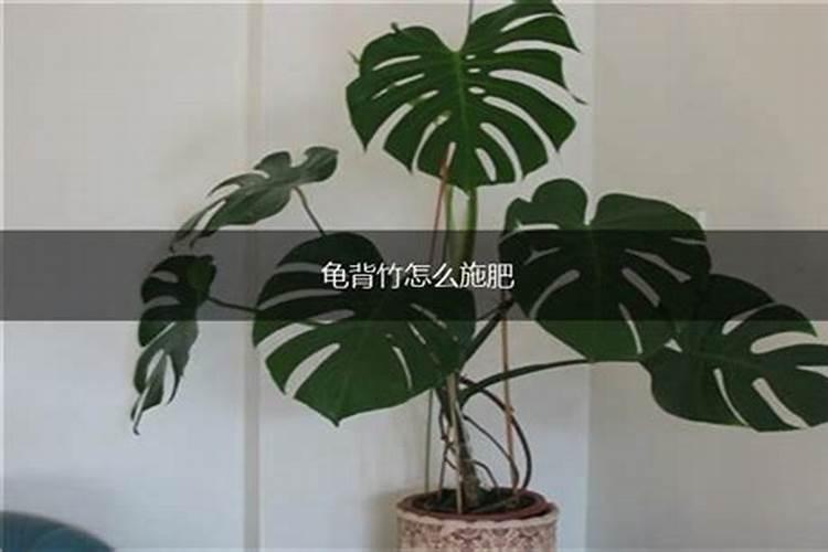 龟背竹怎么施肥