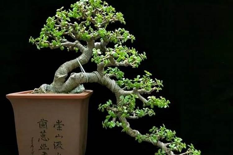 八角和茴香的区别