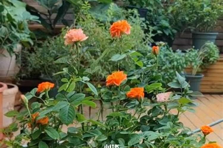 月季花的养殖方法和注意事项