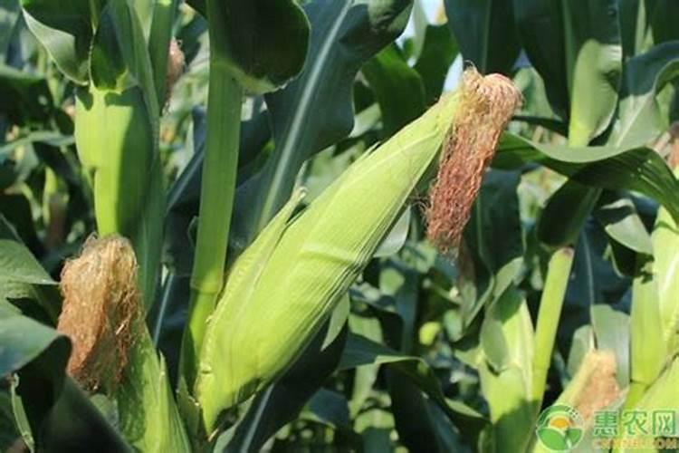 糯玉米的施肥方法