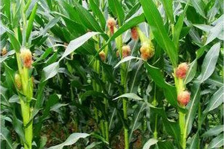 玉米补锌硼最佳时期