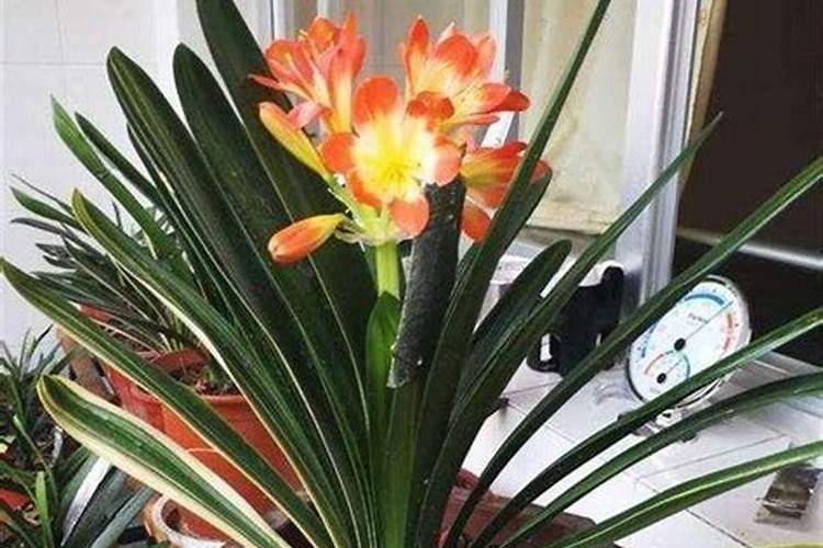 君子兰开花时能施肥吗