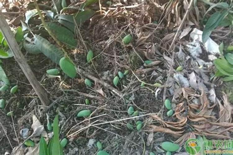 油菜施硼肥要注意什么