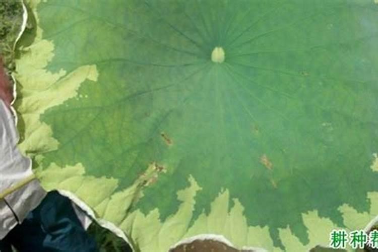 莲藕的种植方法与管理